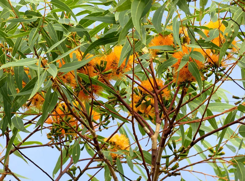 Trees with Orange Flowers