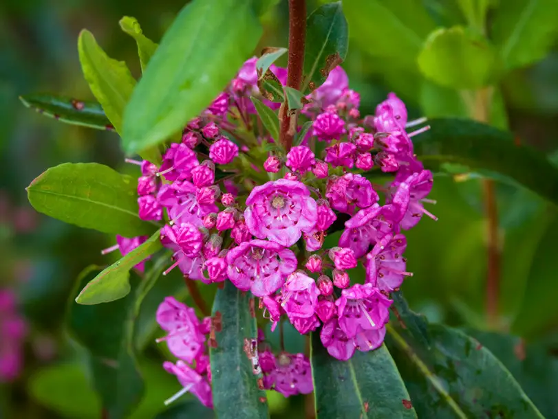 Pink Wildflowers