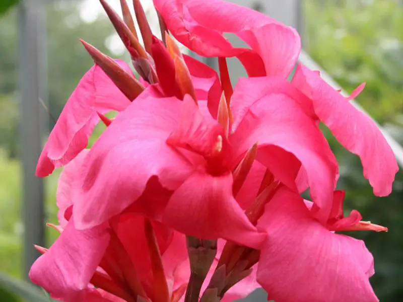 Canna Lily Varieties
