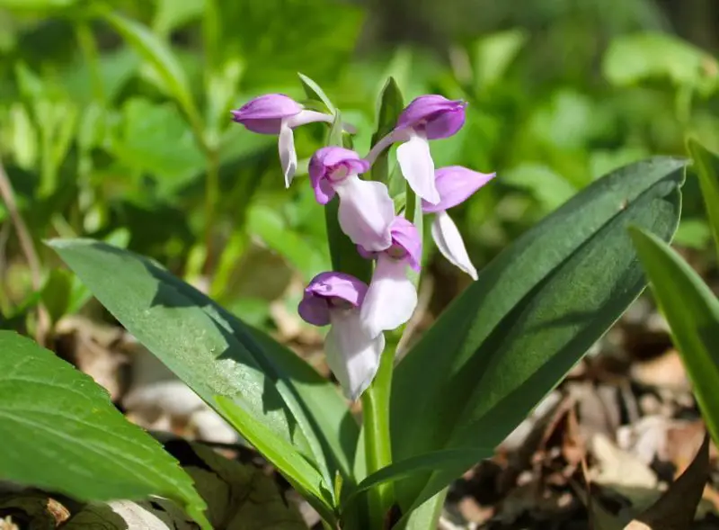 Pink Wildflowers