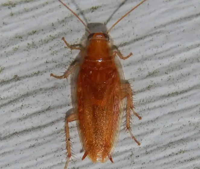 39 Types of Roaches in Texas (Pictures and Identification)