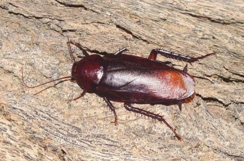 Roaches in Texas