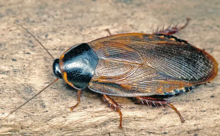 Roaches in Texas