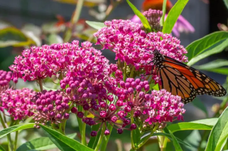 Pink Wildflowers