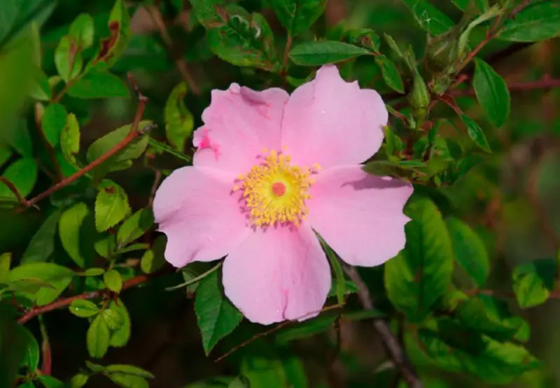 Pink Wildflowers