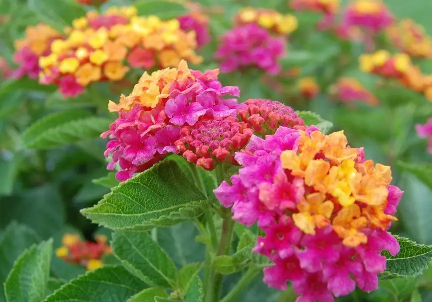 Texas Lantana: Detailed Care and Growing Guide