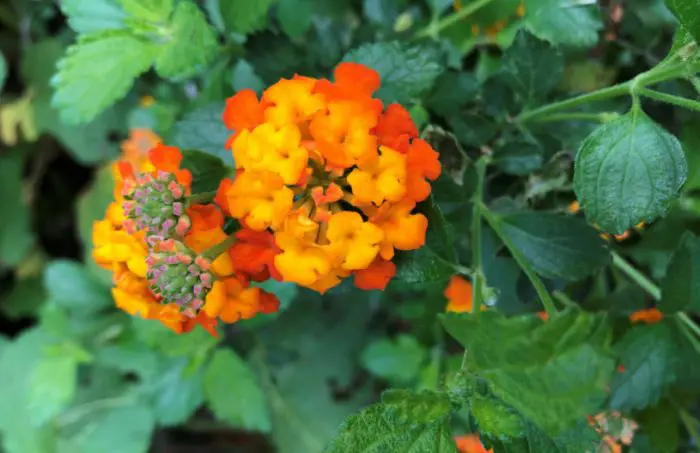 Texas Lantana