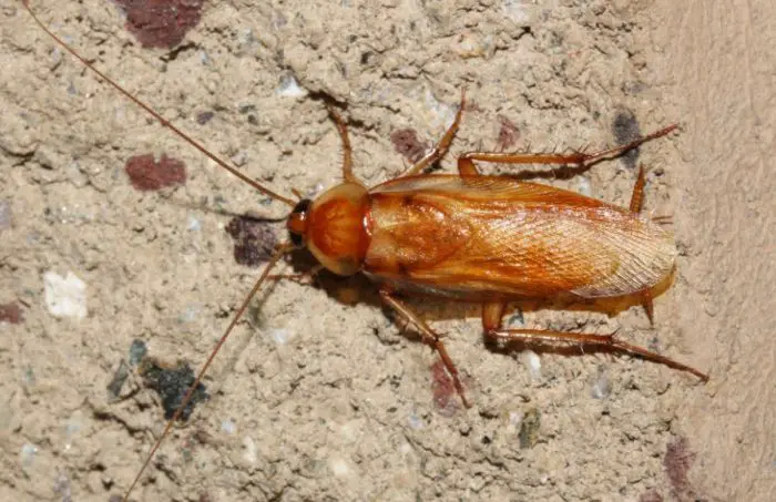 Roaches in Texas
