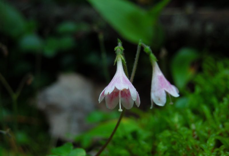 Pink Wildflowers