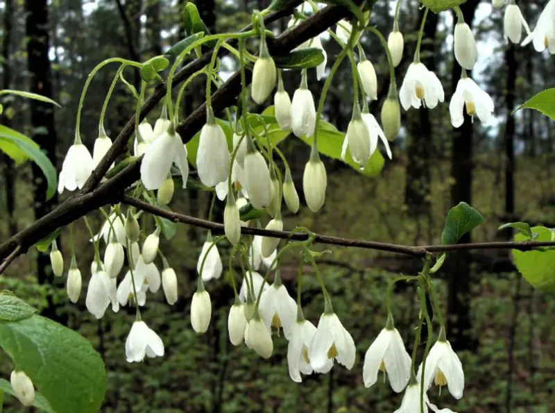 white flower trees