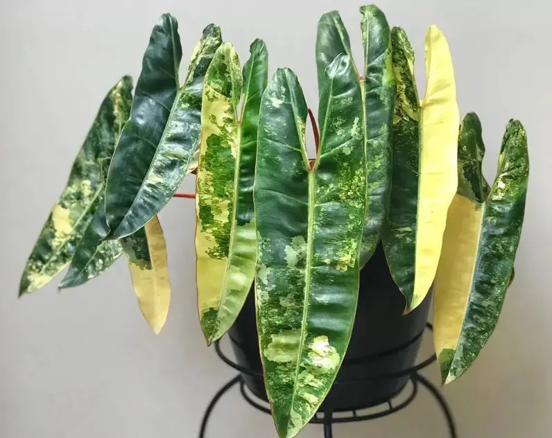 Rare Indoor Plants