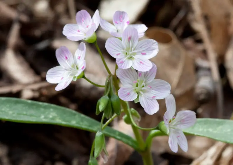 Pink Wildflowers