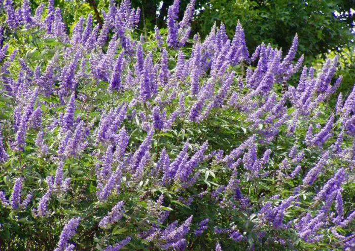 Vitex Tree Texas