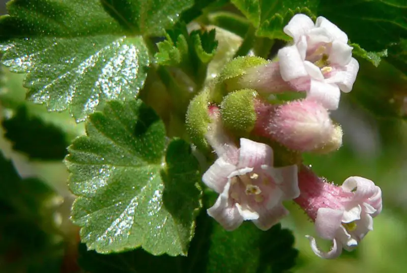 Pink Wildflowers