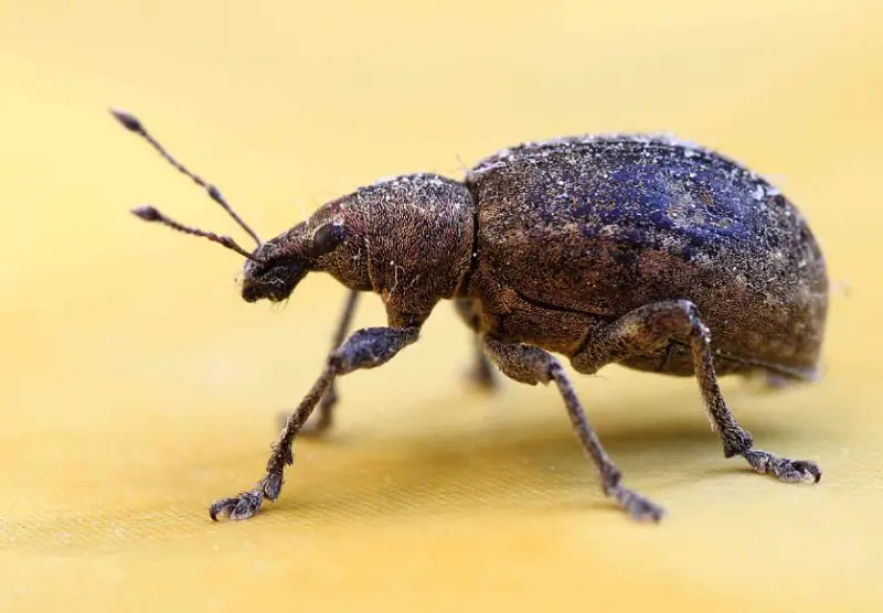 Bathroom Bugs Identification