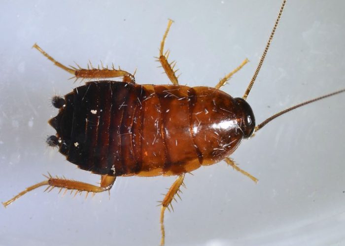 Roaches in Texas