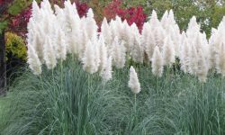 White Pampas Grass: All You Need to Know (Detailed Care Guide)