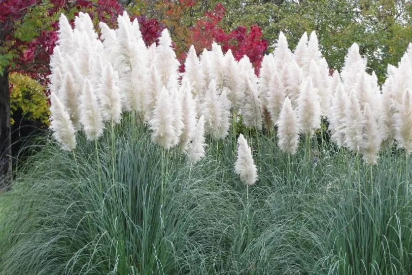 White Pampas Grass: All You Need to Know (Detailed Care Guide)