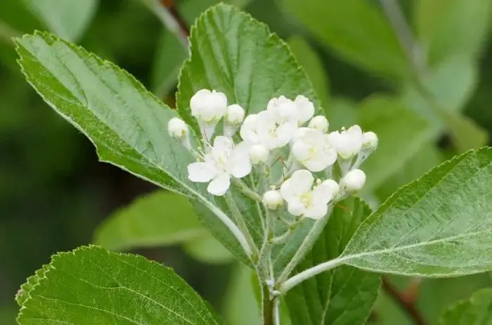 White Flowering Trees