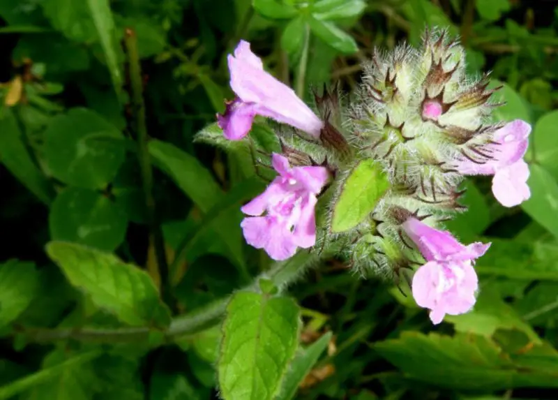 Pink Wildflowers