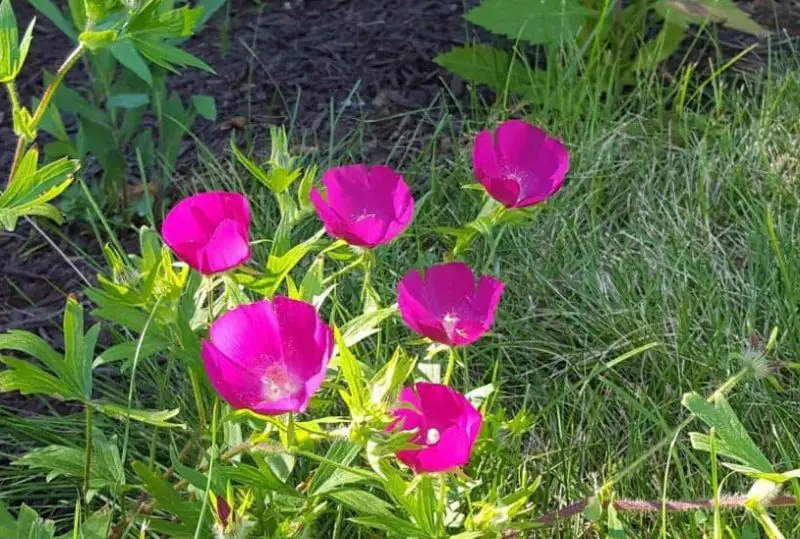 Pink Wildflowers