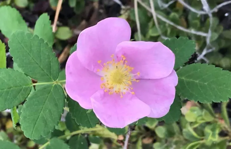 Pink Wildflowers