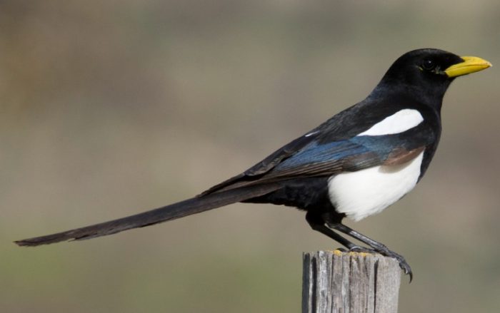 Black and White Birds