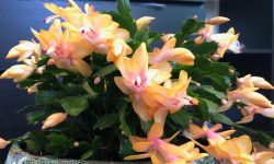 Yellow Christmas Cactus: All You Need to Know (Detailed Guide)
