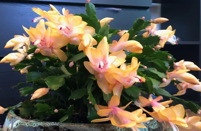 Yellow Christmas Cactus: All You Need to Know (Detailed Guide)