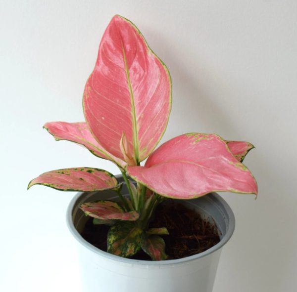 pink houseplants