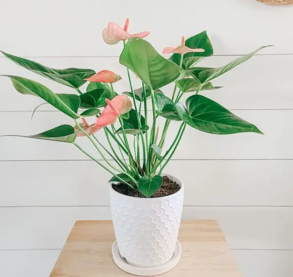 pink houseplants