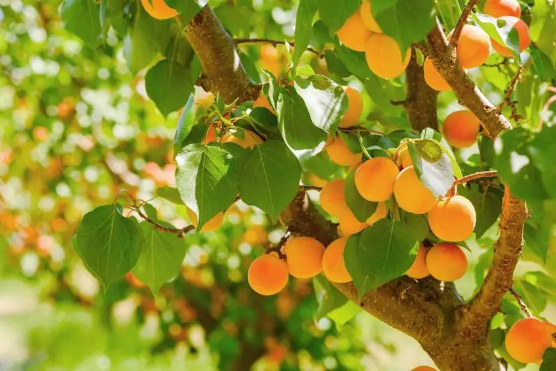Fruit Trees in Florida
