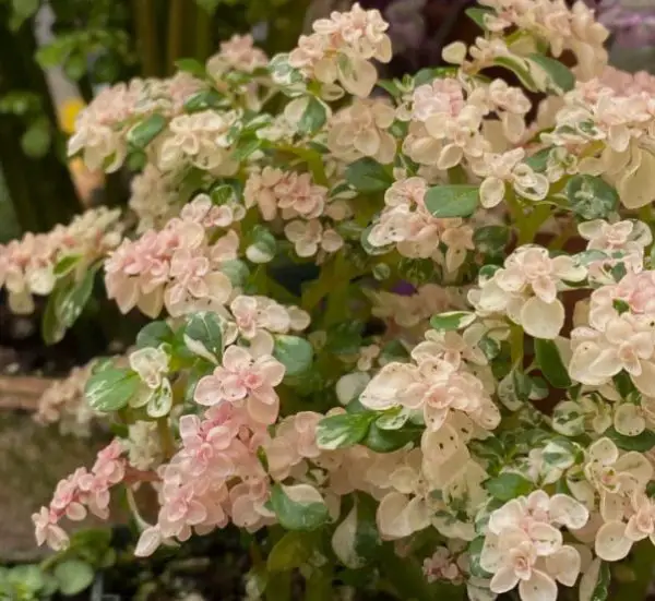 pink houseplants