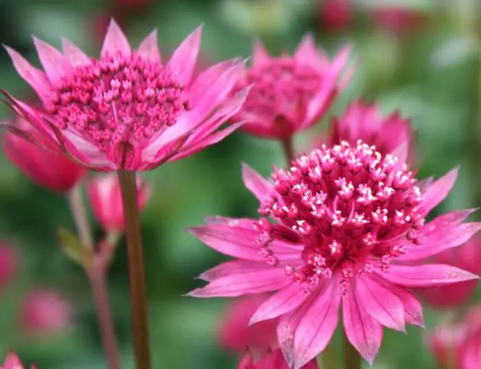 pink perennial flowers