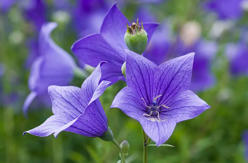 Blue Perennial Flowers