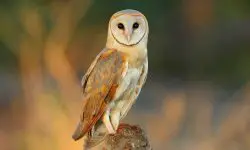 13 Types of Owls in Ohio with Pictures and Identification