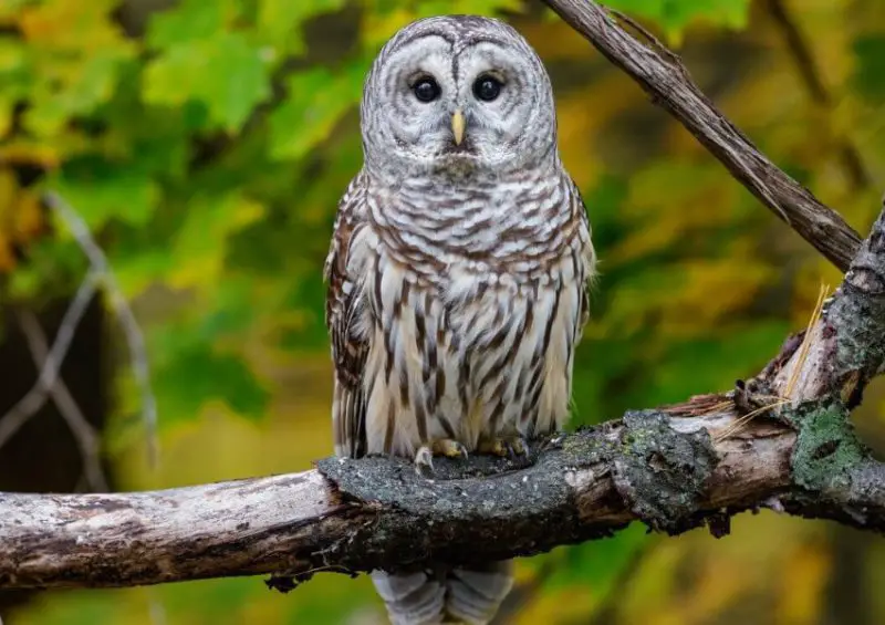 Owls in Ohio