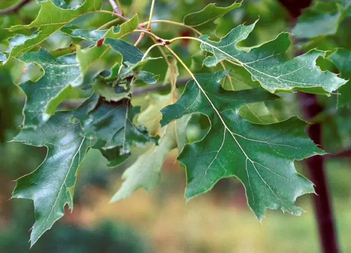 17 Types Of Florida Oak Trees (Pictures And Identification)