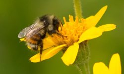 72 Types of Bees with Pictures and Identification
