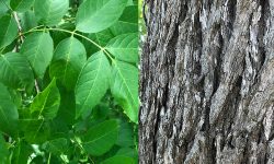 13 Texas Ash Tree Types with Pictures and Identification