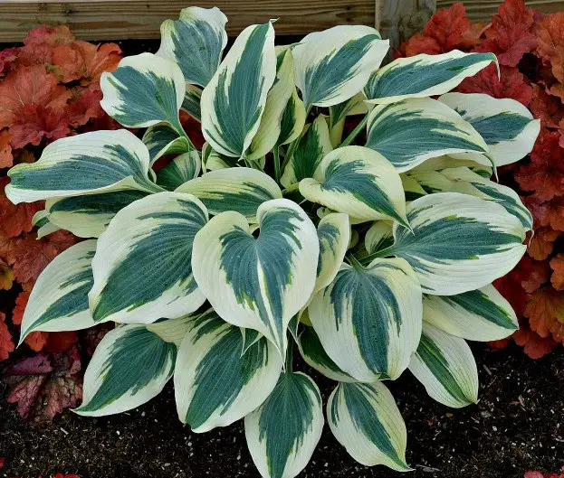 68 Types of Hostas (Hosta Varieties with Pictures) - Own Yard Life