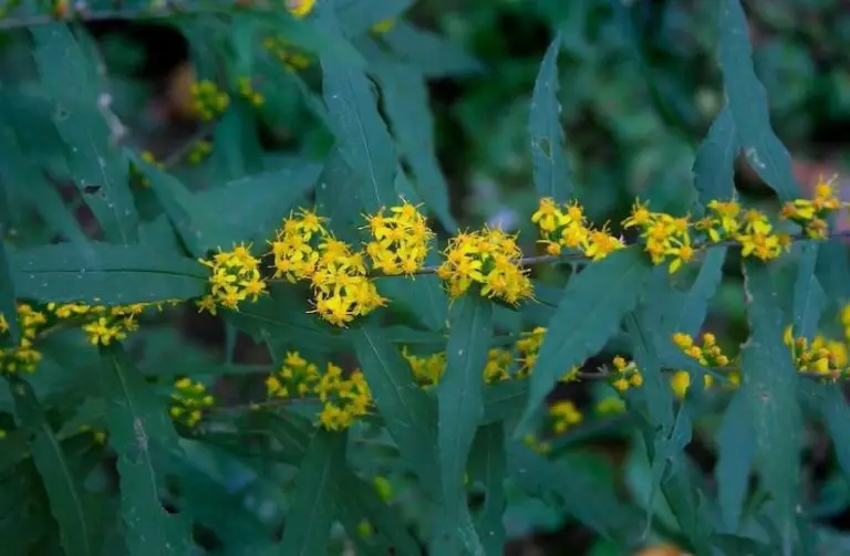 70 Stunning Yellow Wildflowers (Pictures and Identification)