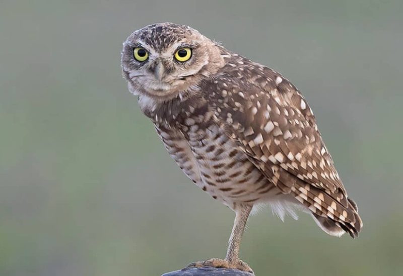 Owls in Ohio