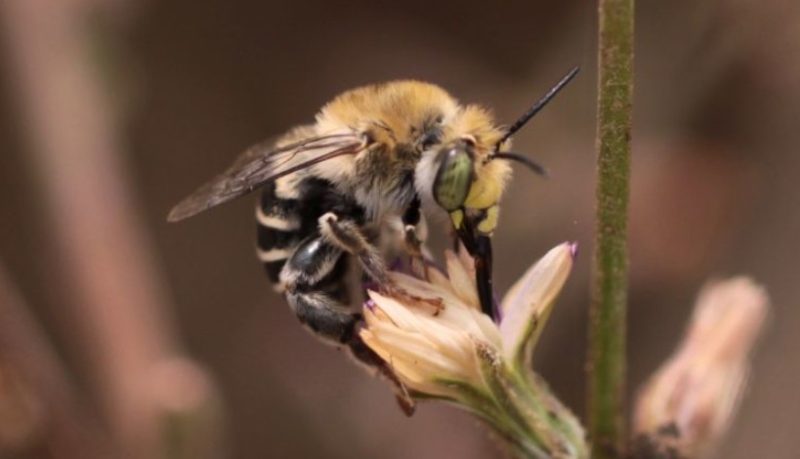 Types of Bees