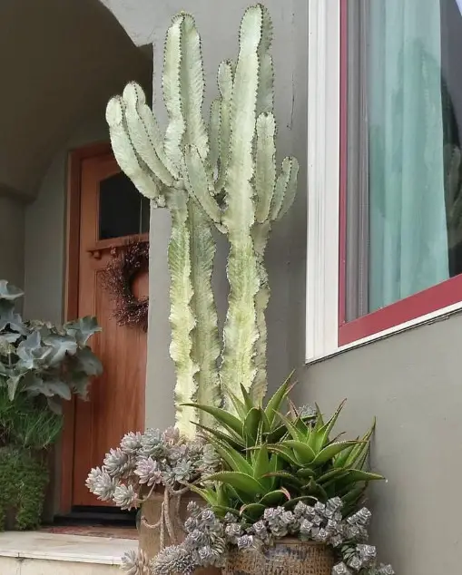 Tall Succulent Plants