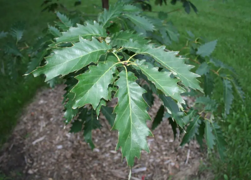 Florida oak trees