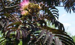 Chocolate Mimosa Tree: Detailed Care and Growing Guide