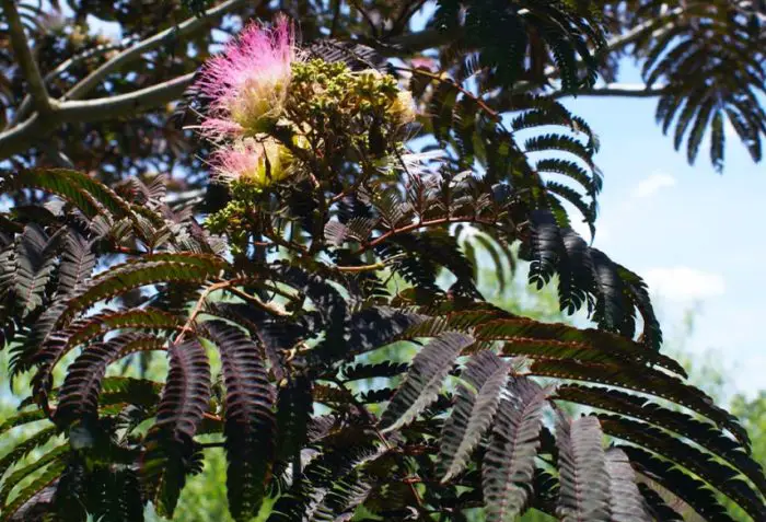 Chocolate Mimosa Tree