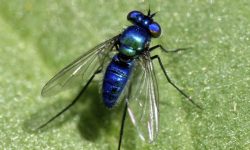 39 Types of Blue Bugs (Pictures and Identification)