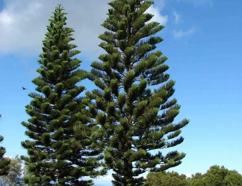 Hawaii State Tree